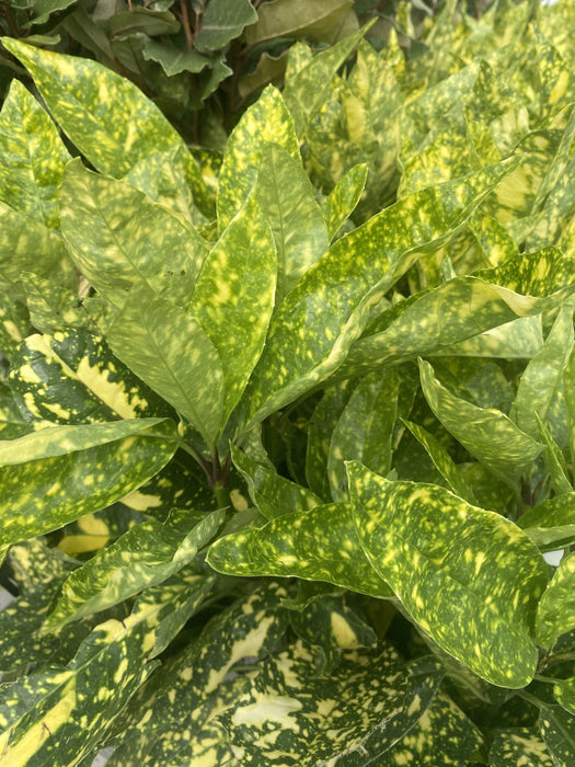 Aucuba Japonica Crotonifolia 2 Litre Pot