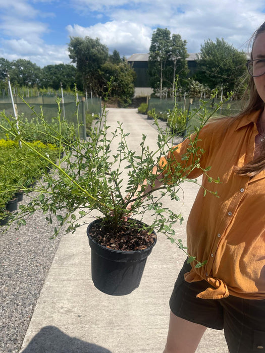 Ceanothus Thyrsif. Millerton Point 3 Litre Pot