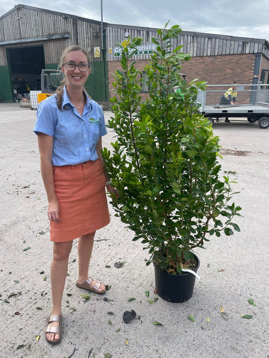 Arbutus Unedo Rubra 20 Litre Pot 100cm