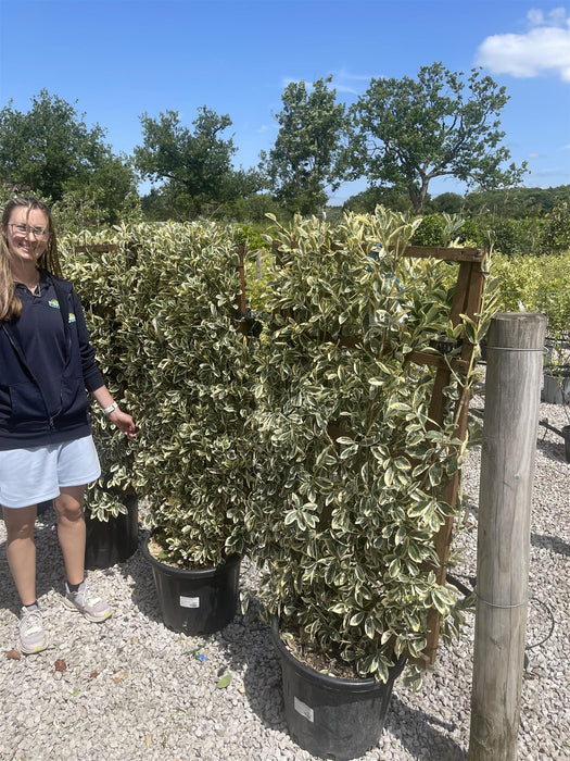 Euonymus japonicus Pleached Bravo Wall Frame 120 x 70cm