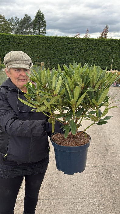 Rhododendron Hybrid Tortoise Orange 7.5 Litre Pot