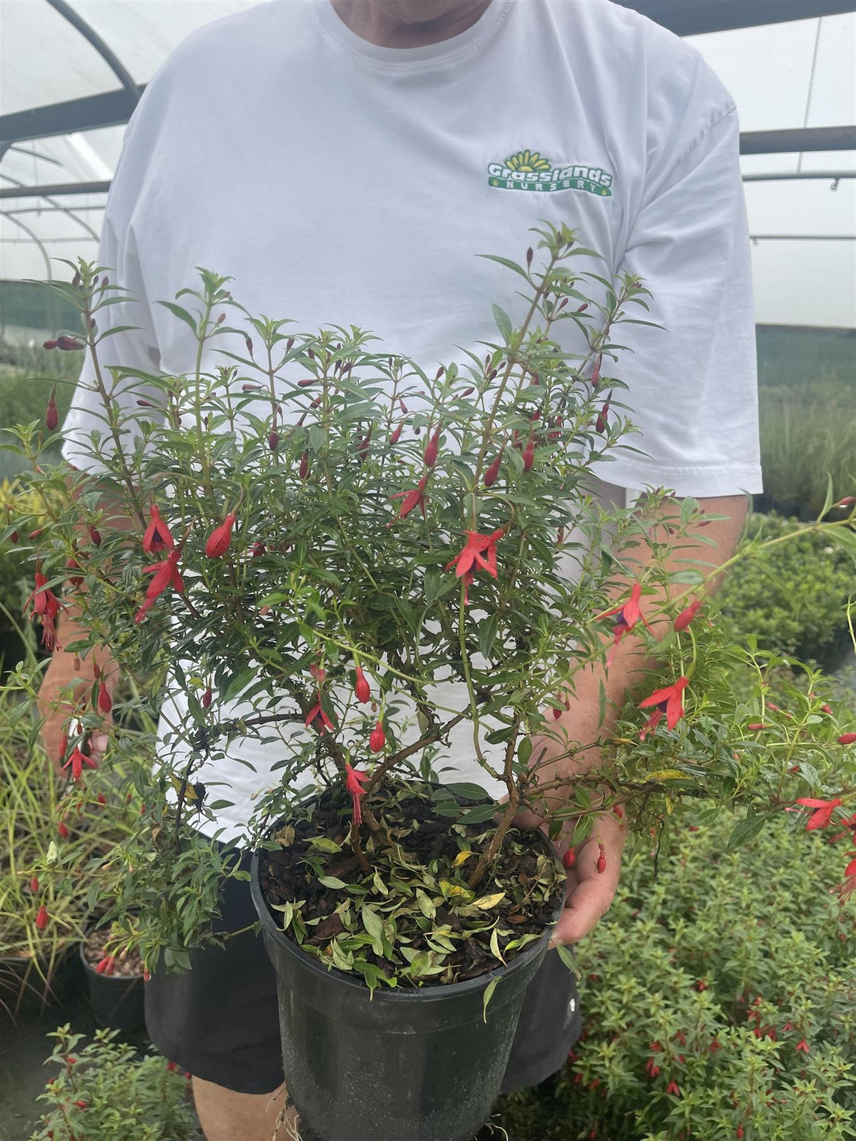 Fuchsia Magellanica David 3 Litre Pot