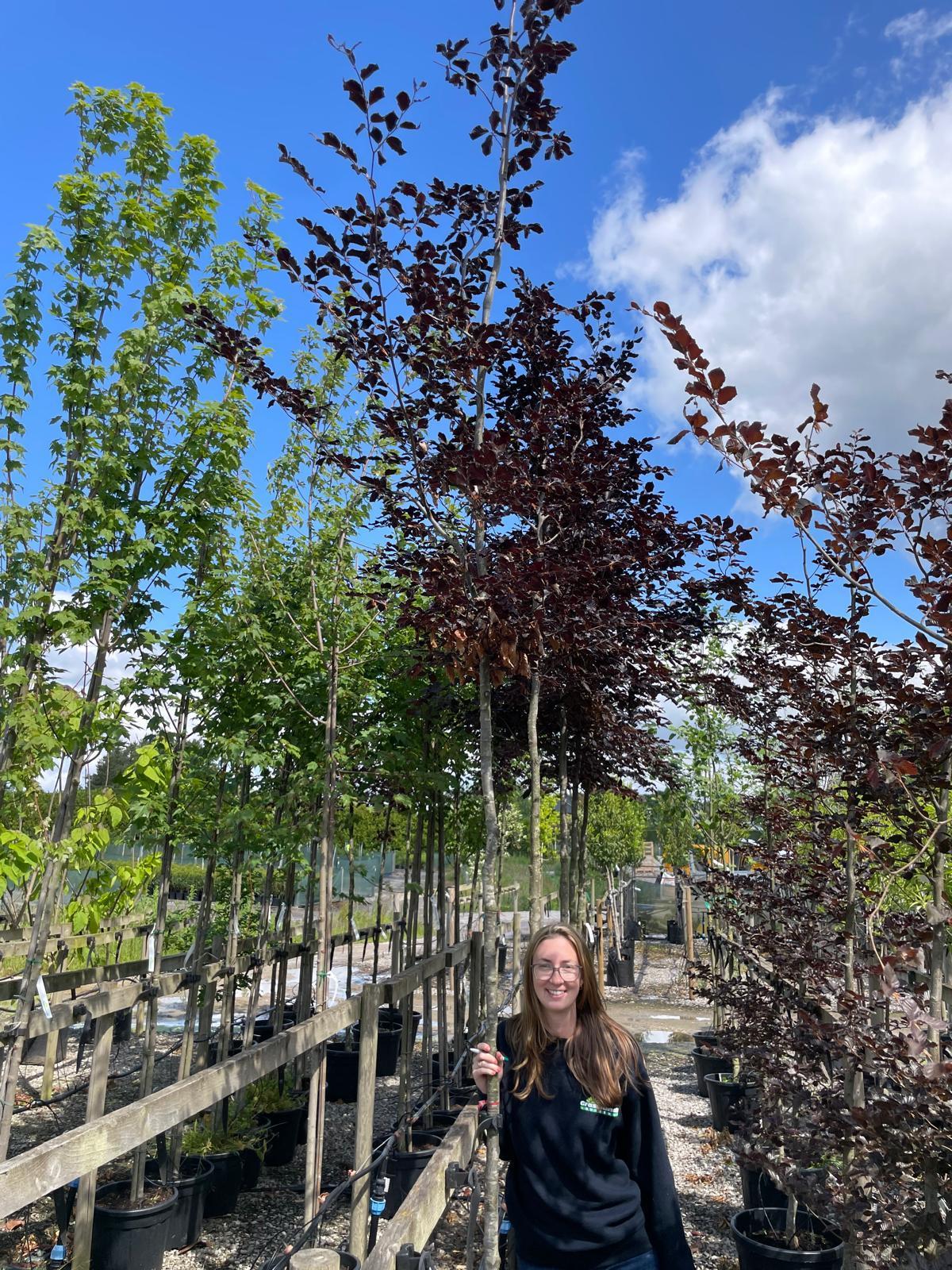 Fagus Sylvatica Atropunicea 10/12cm Girth Standard Root Ball Delivery November Onwards