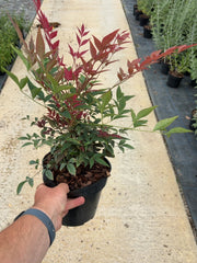 Nandina domestica Obsessed Seika® - Sacred Bamboo 3 Litre Pot