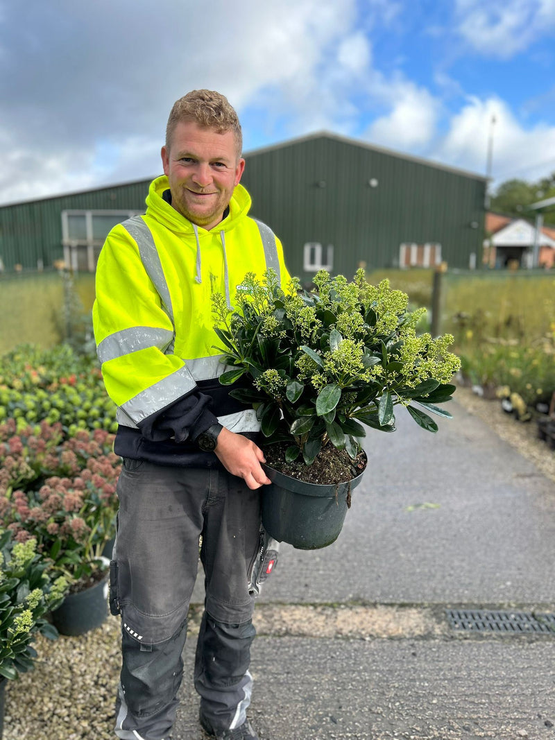 Skimmia Japonica Finchy 5 Litre Pot