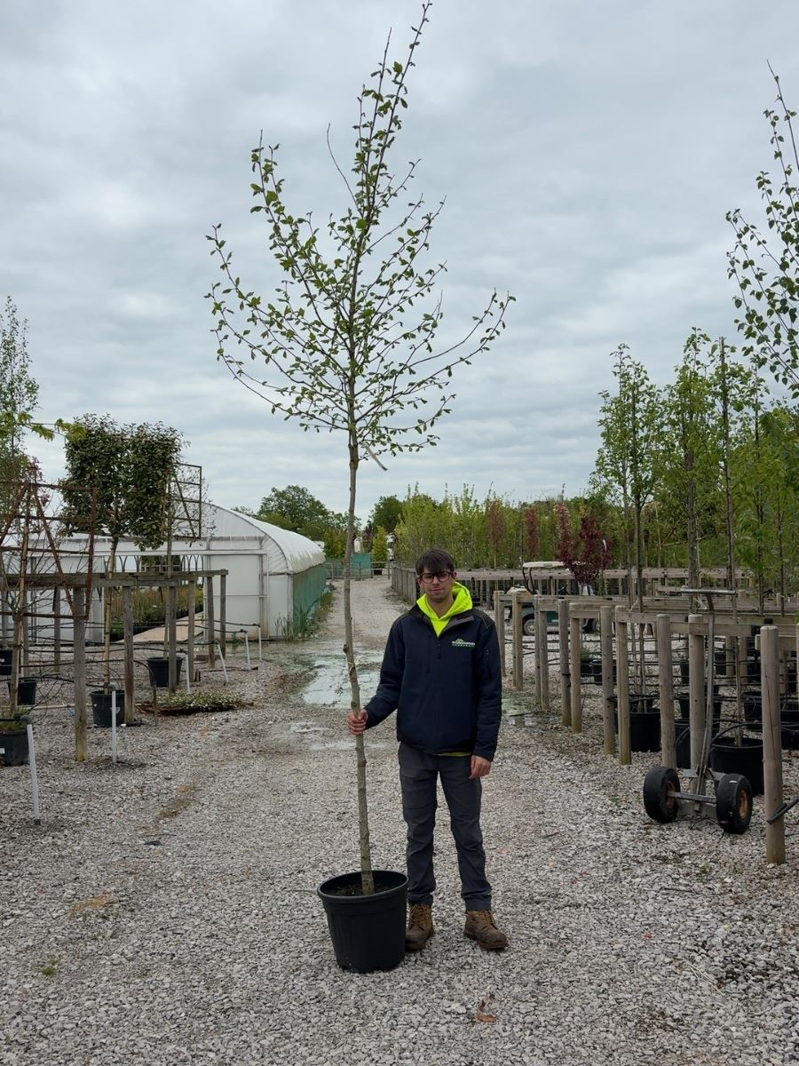 Platanus hispanica - Acerifolia  8/10cm Girth