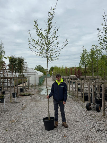 Platanus hispanica - Acerifolia  8/10cm Girth