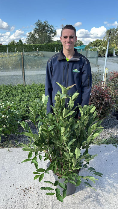 Magnolia Stellata 12 Litre Pot