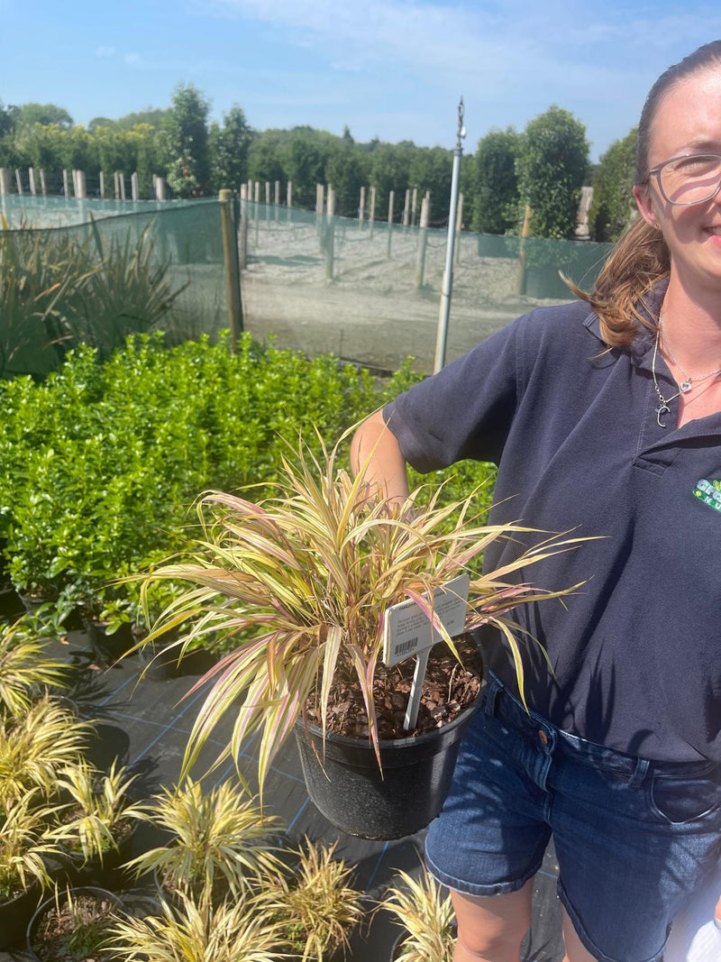 Hakonechloa Aureola 3 Litre Pot