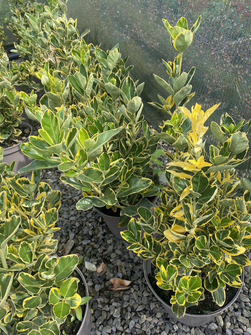 Euonymus Japonicus Marieke 2 Litre Pot