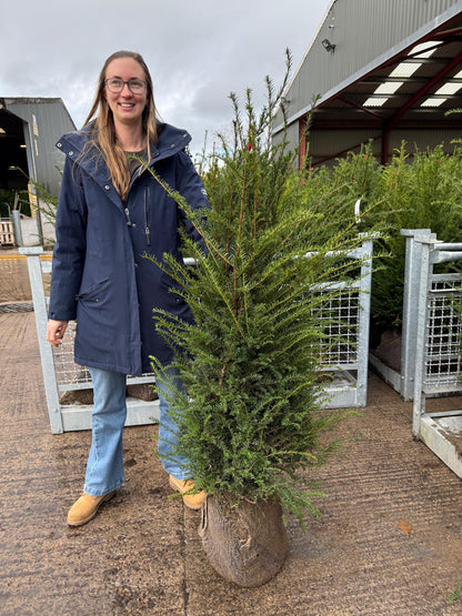 Big Deal Yew Hedging Root Ball 100/120cm x 20