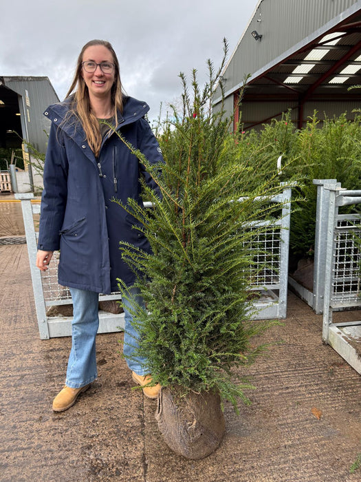 Pallet Deal Yew Hedging Root Ball 100/120cm x 20