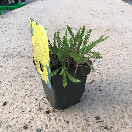 Achillea Coronation Gold 11cm Pot