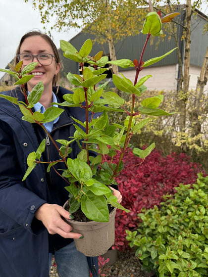 Viburnum Tinus Lisa Rose 2 Litre Pot