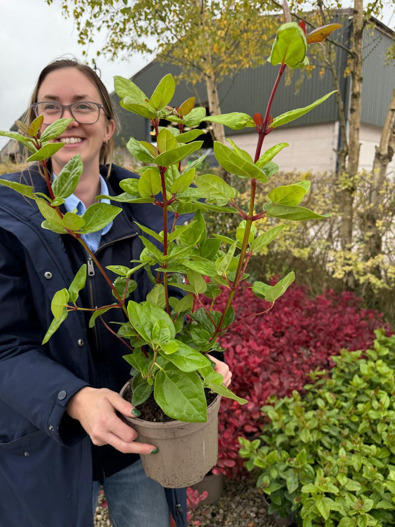 Viburnum Tinus Lisa Rose 2 Litre Pot