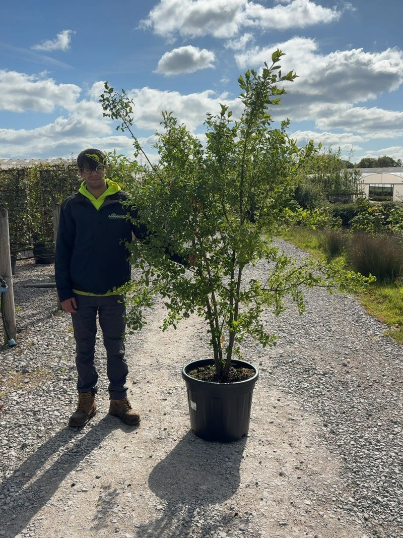 Euonymus Europaeus Multi Stem 150/175cm