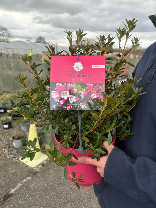 Rhododendron Bloombux Magenta 5 Litre Pot