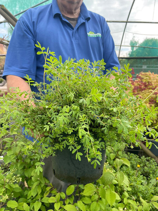 Potentilla fruticosa Abbotswood 7 Litre Pot