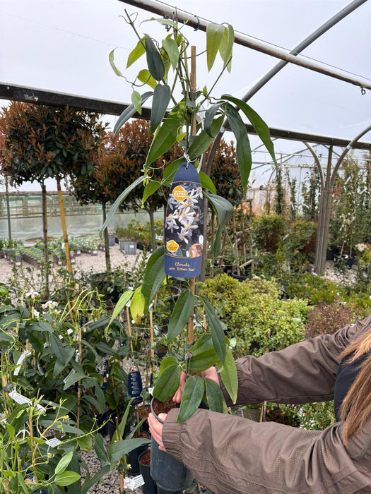 Clematis Armandii Enham Star 2 Litre Pot