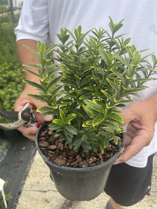 Euonymus Japonicus Microph. Aureovariegatus 3 Litre Pot