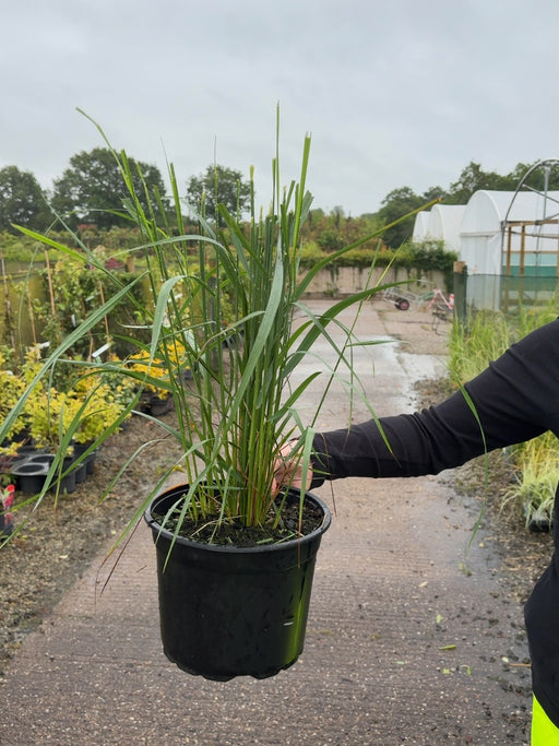 Calamagrostis Karl Foerster 5 Litre Pot