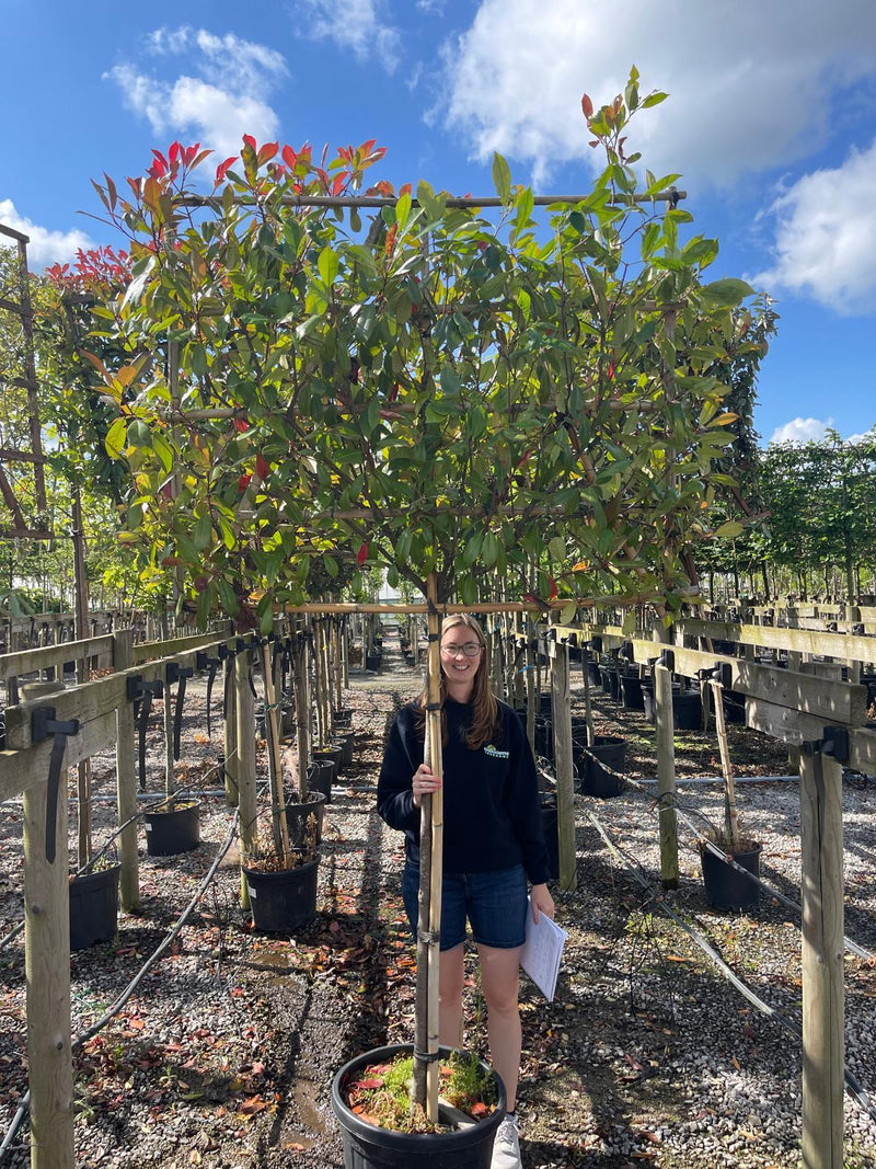 Photinia Red Robin Pleached 3/4 Standard 120 Tall x 150 cm Wide Frame