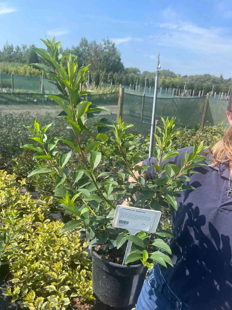 Forsythia intermedia Week End 3 Litre Pot