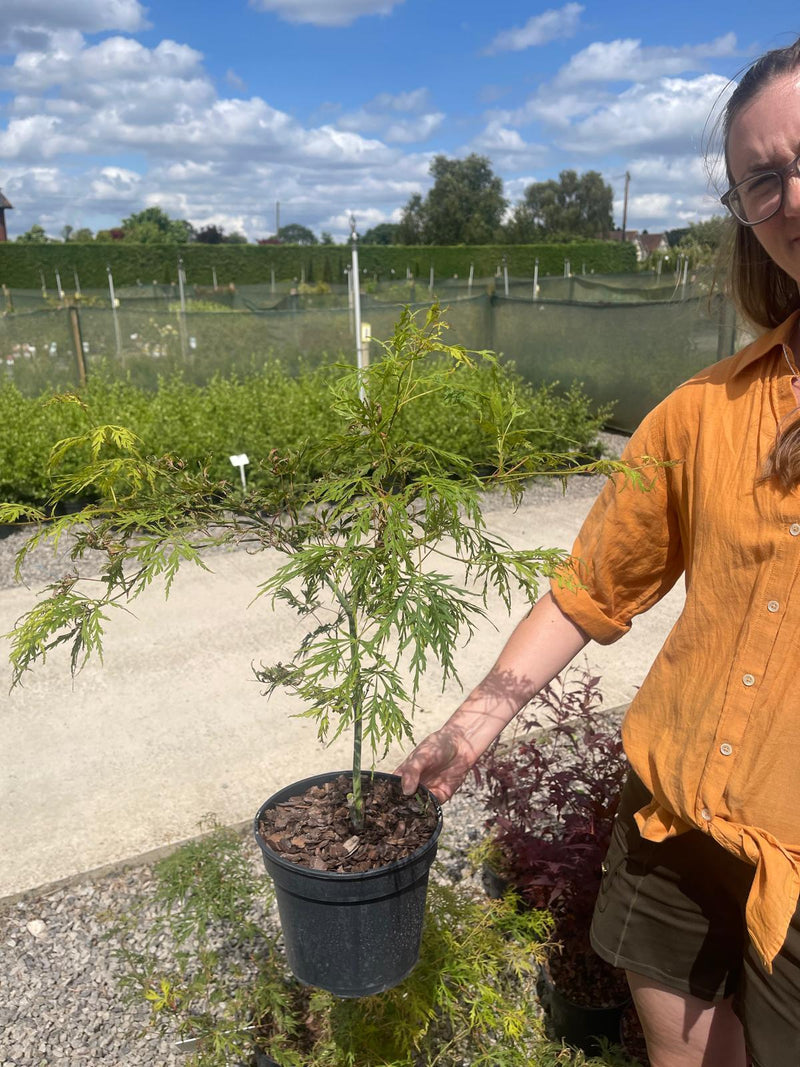 Acer Palmatum Dissectum 3 Litre Pot