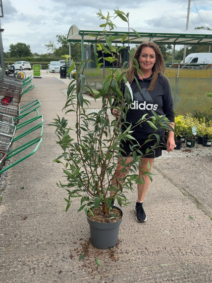 Prunus Serrula 12 Litre Pot 125-150cm