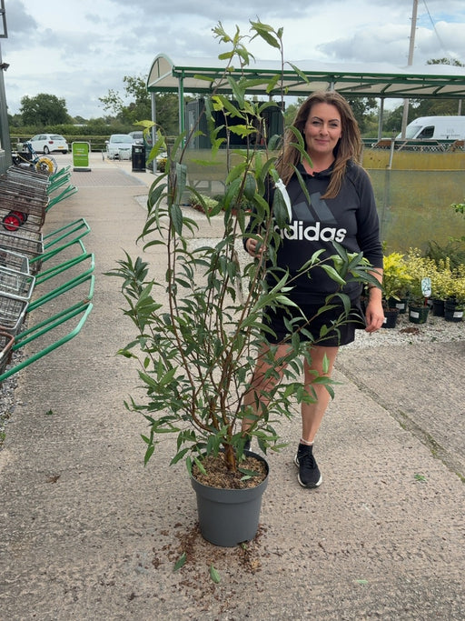 Prunus Serrula 12 Litre Pot 125-150cm