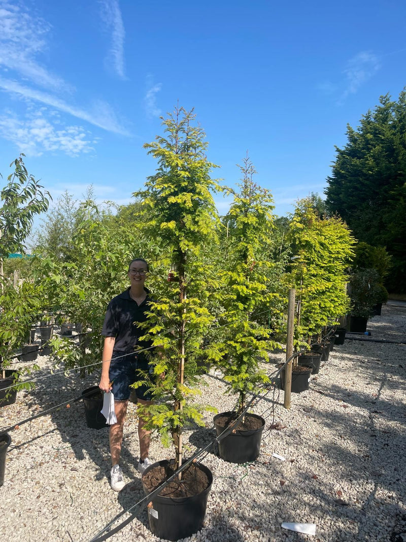 Metasequoia Amber Glow 30 Litre Pot