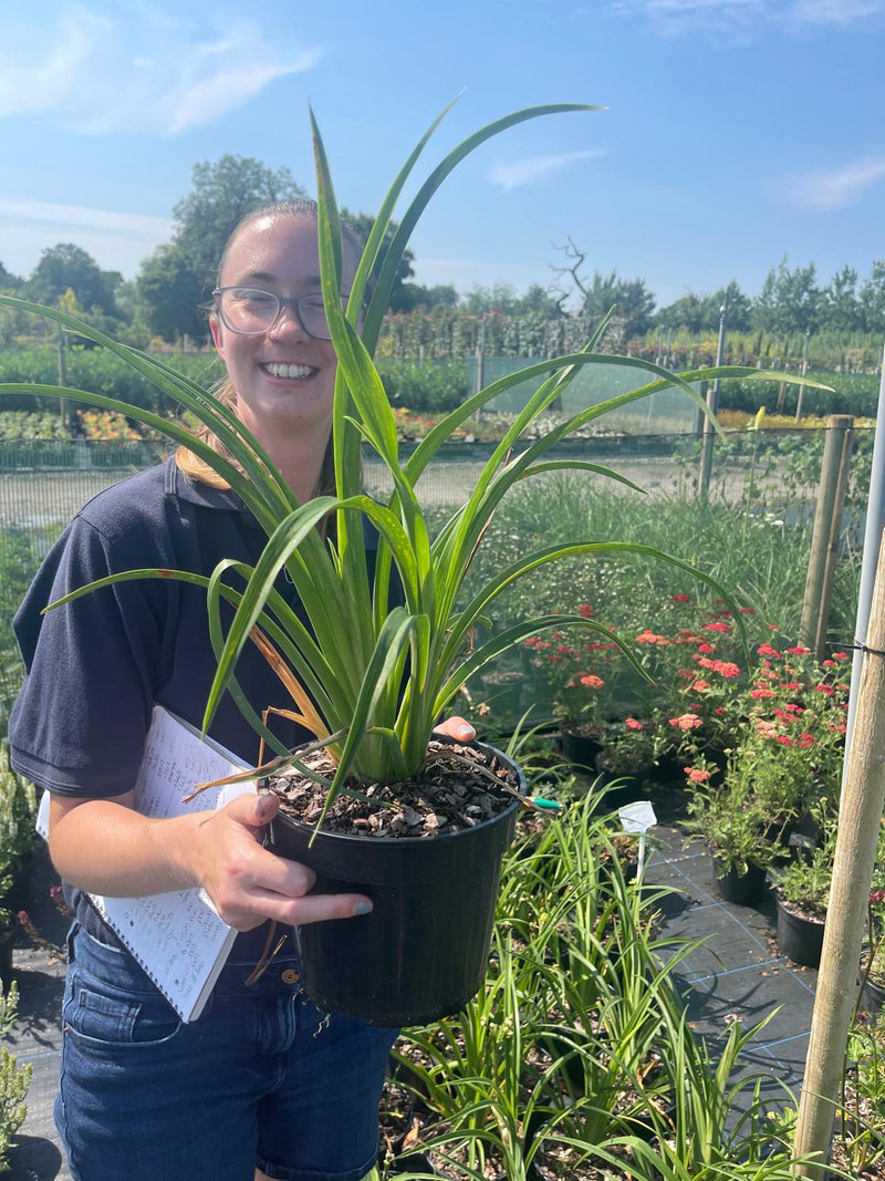 Hemerocallis Purpelicius 3 Litre Pot