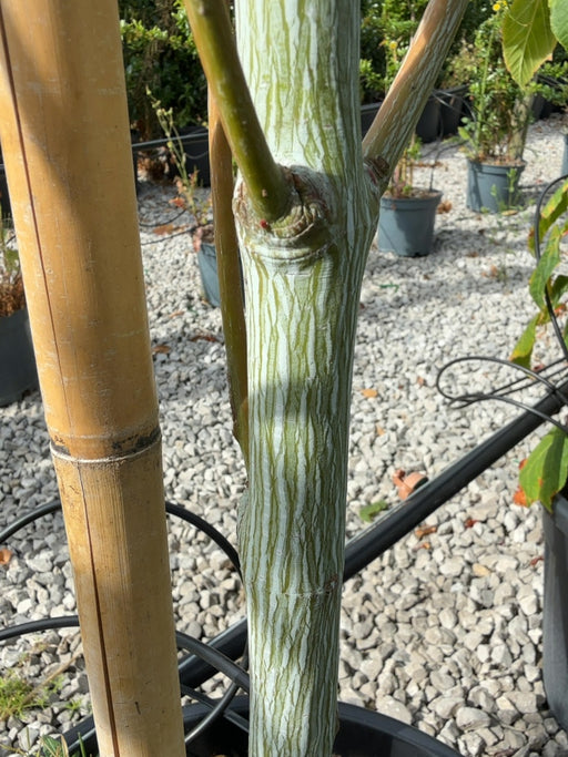 Acer Davidii Viper 30 Litre Pot
