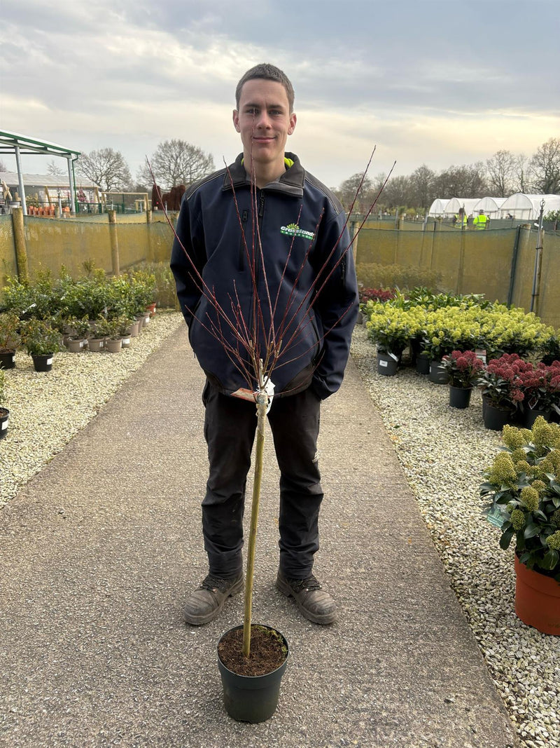 Salix in. Flamingo 4.5 Litre Pot 1/2 Std 80/90cm Stem