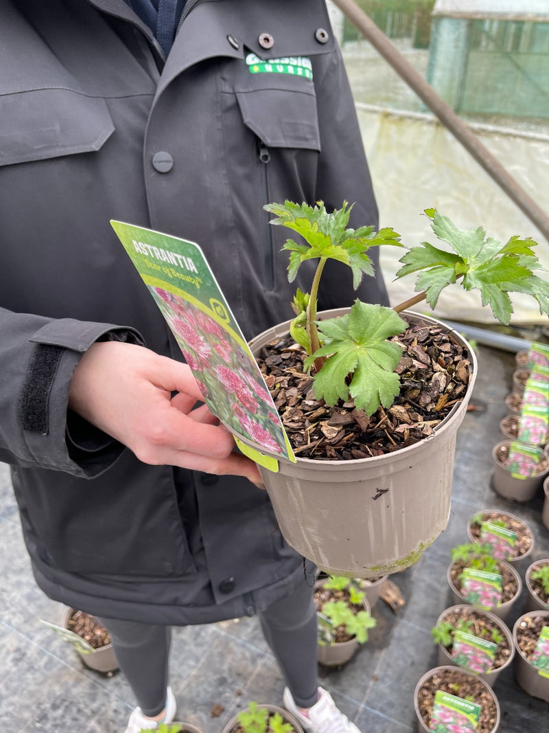 Astrantia maj. Star of Beauty 2 Litre Pot