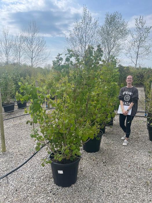 Viburnum Opulus Multi Stem 125/150cm Rootballed