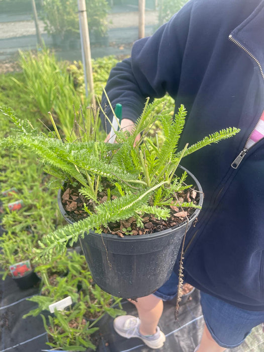 Achillea Milly Rock Red 3 Litre Pot