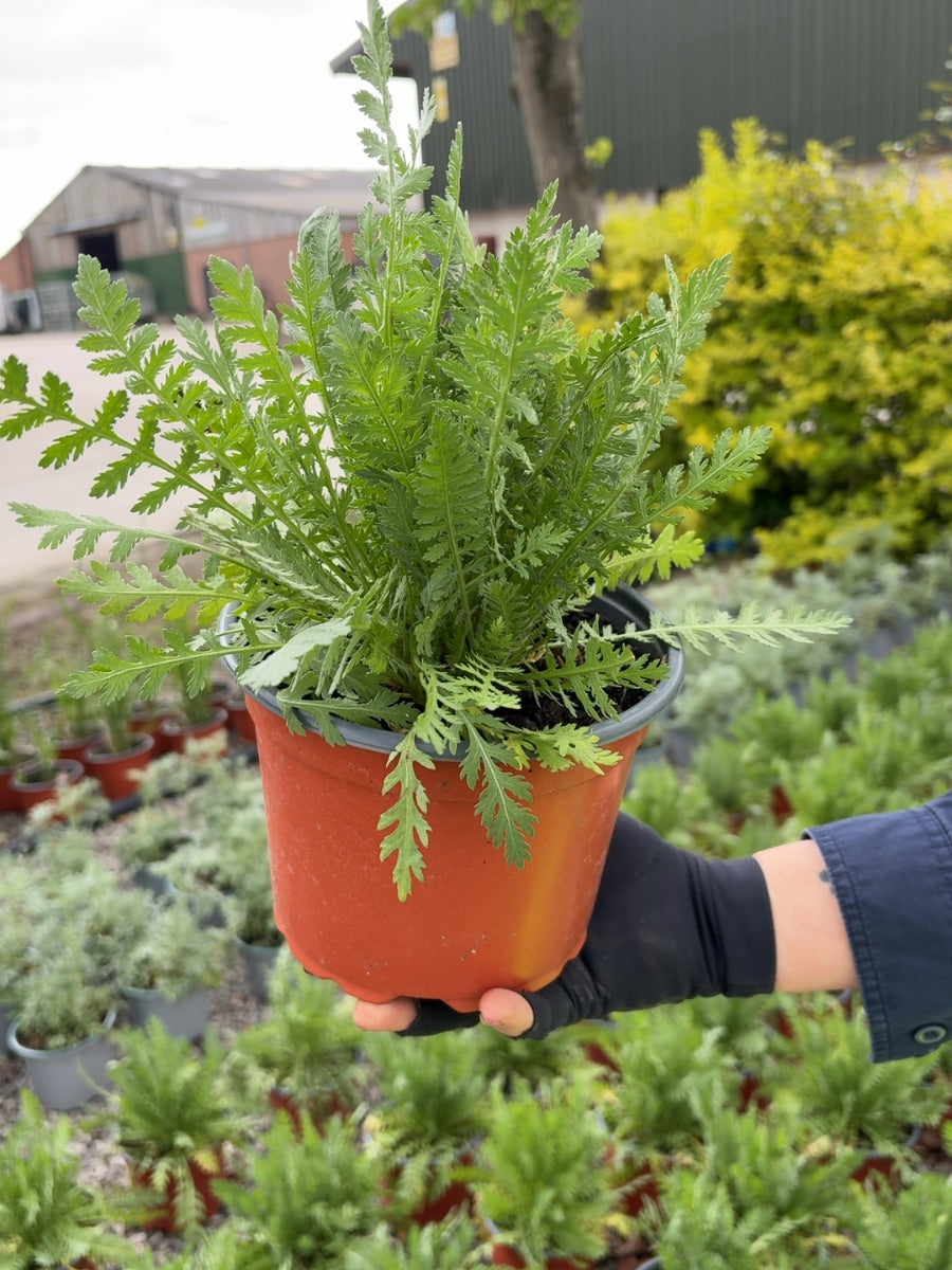 Achillea Cloth Of Gold 2 Litre Pot