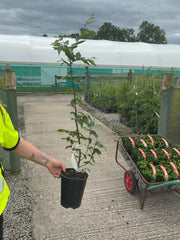 Hornbeam Hedging 2 Litre Pot 60/80