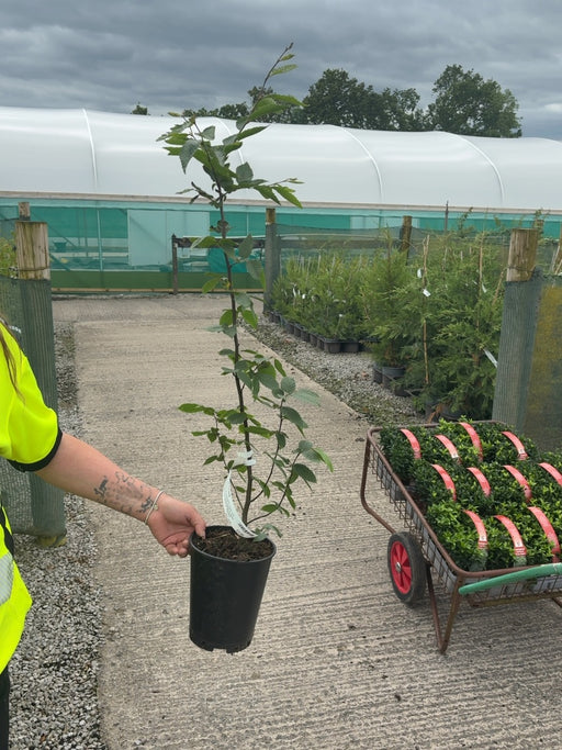 Hornbeam Hedging 2 Litre Pot 60/80