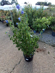 Hibiscus syr. Oiseau Bleu 20 Litre Pot 100cm