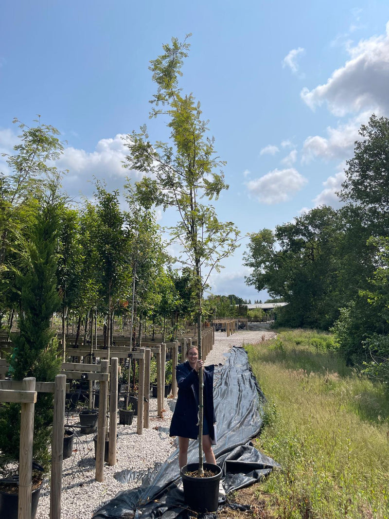 Sorbus arnold White Wax 10/12cm Girth