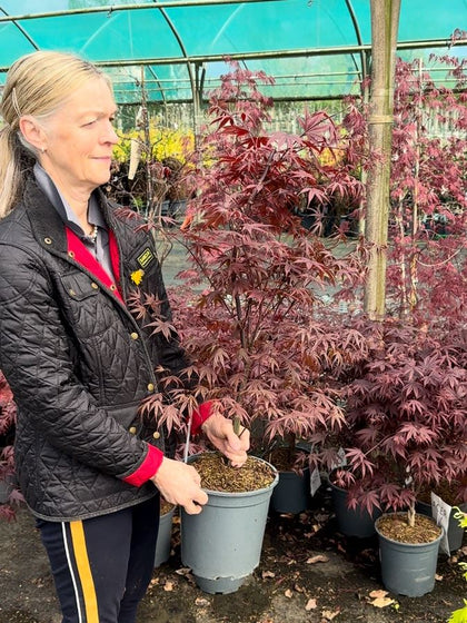 Acer Palmatum Bloodgood 6 Litre Pot