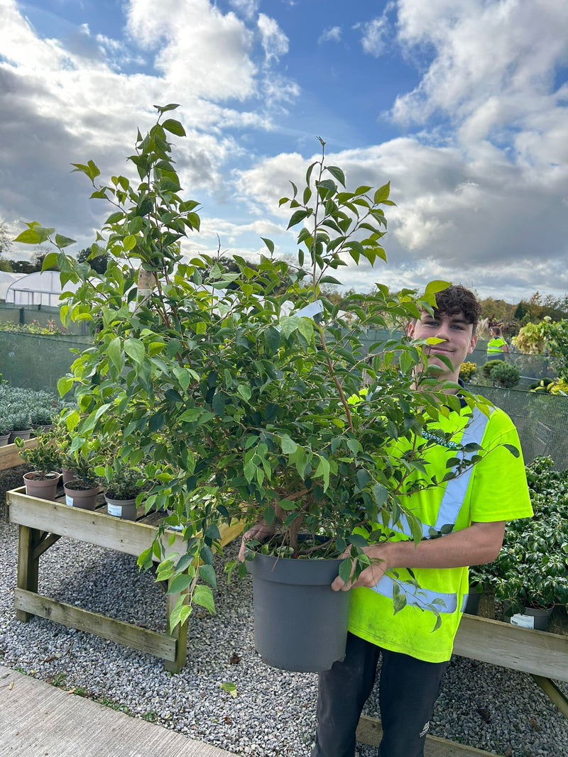 Styrax Japonicus 12 Litre Pot 80/100cm