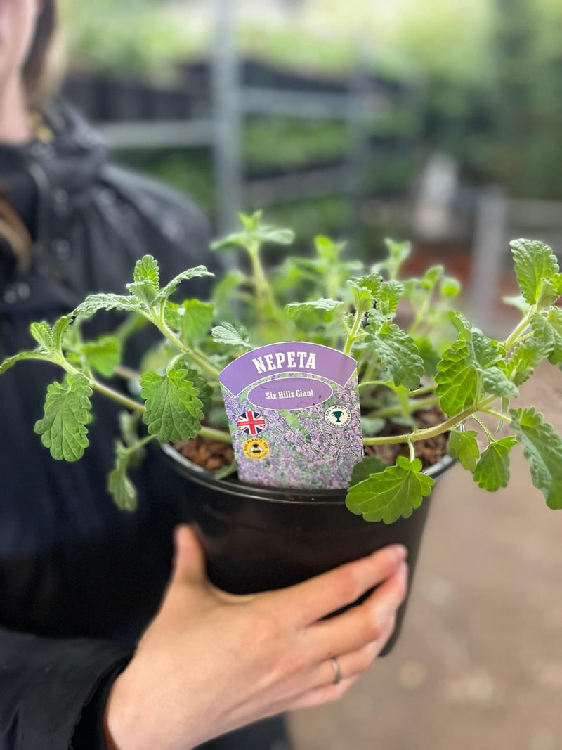 Nepeta Faassenii Six Hills Giant 3 Litre Pot