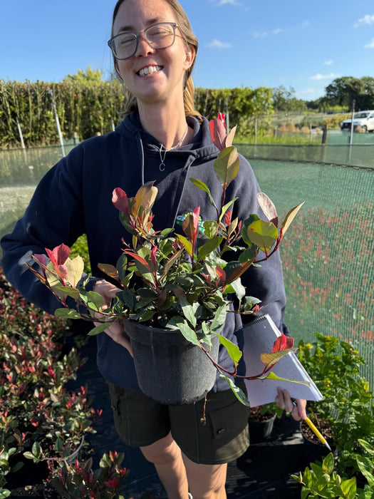 Photinia Little Fenna 2.3 Litre Pot Delivery March