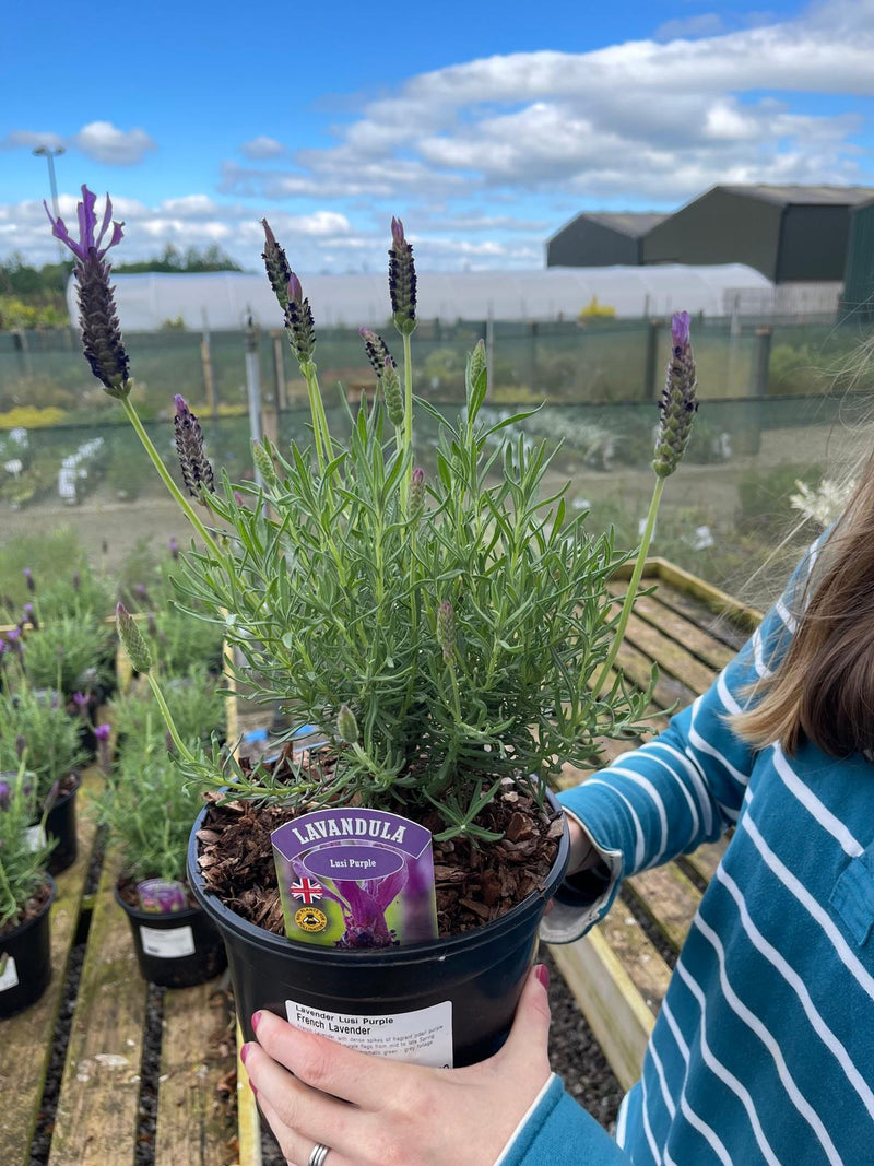 Lavender Lusi Purple 3 Litre Pot