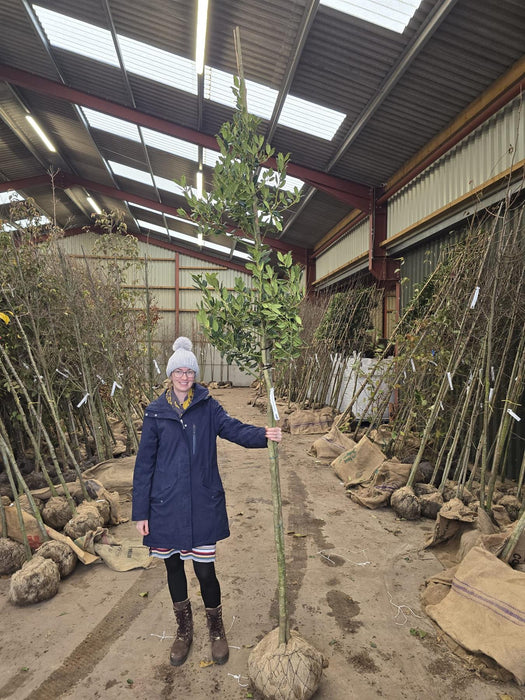 Ilex Nellie Stevens Root Ball 8/10cm Girth Std