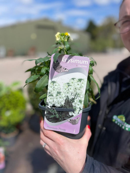 Erysimum Leya White 2 Litre Pot