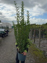 Green Privet 10 Litre 100-125cm
